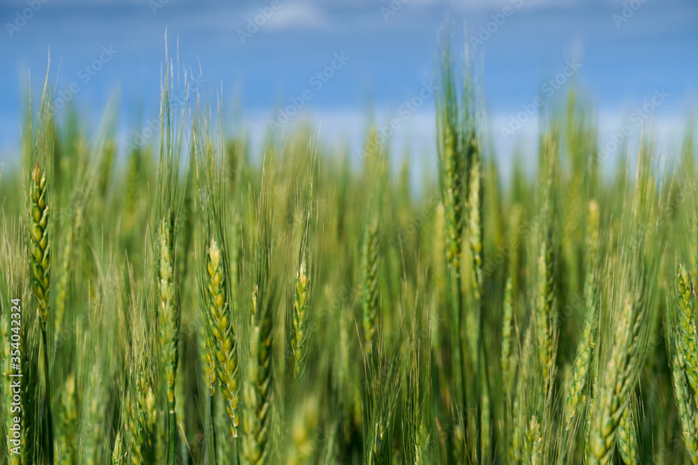 green wheat field on blue sky background green wheat field on blue sky background