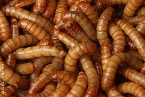 close up of worms