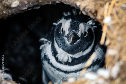Fototapeta Naklejka Na Ścianę i Meble -  The Magellanic penguins in the Natural  Sanctuary on the Magdalena Island, Chile