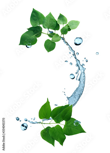 Green Leaves In Water