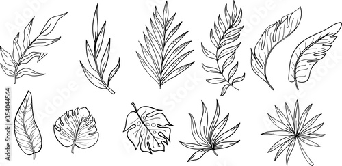 Outline collection of tropical leaf. Botanical linear illustration of leaf. Vector isolated tropical clipart for card, print, packing, poster, fabric in linear style on white background.