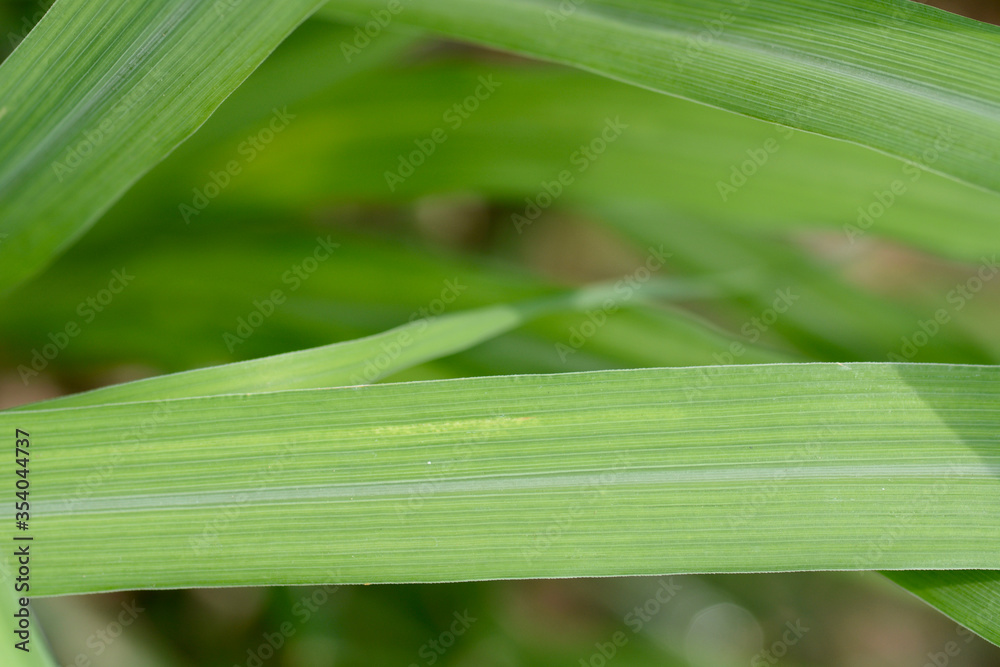 Fototapeta premium close up of green leaf