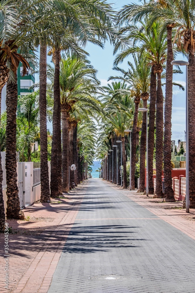 Fototapeta premium palm tree alley