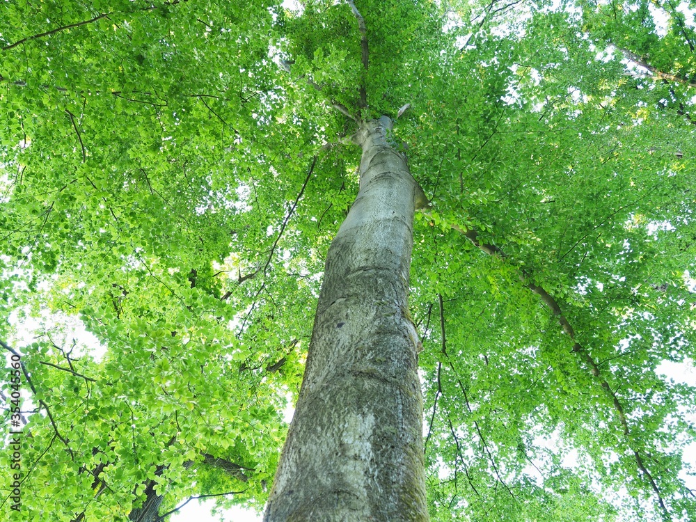 Fototapeta premium Buchenbaum - grünes Blättermeer im Frühling
