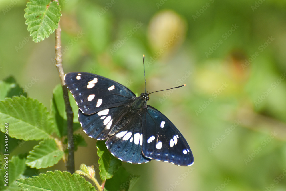 Naklejka premium Southern white admiral, Limenitis reducta. Big beautiful butterfly, black with blue reflections