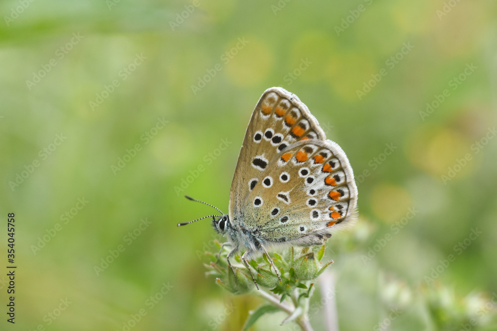 Common Blue butterfly - polyommatus icarus. Little blue butterfly on wild flower Common Blue butterfly - polyommatus icarus. Little blue butterfly on wild flower