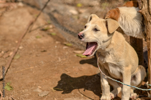 Dog Puppy Yawning in day heat. It is tied through a rope 