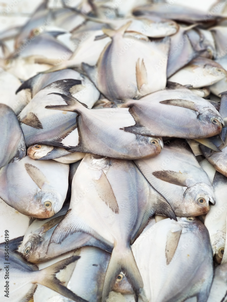 Pomfret Fish waiting for their buyer. Fish is a high demand sea food known for its nutrient value and easy digestible flesh