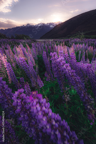 Blooming Lupine flowers  South Island  New Zealand