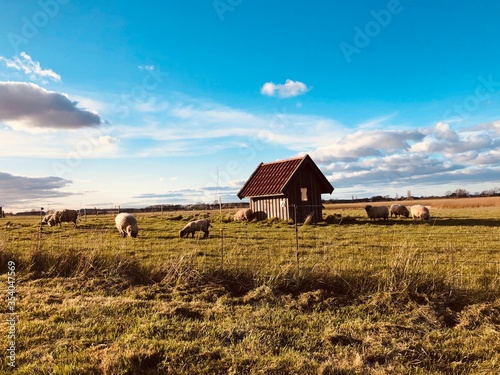 rural landscape with a barn