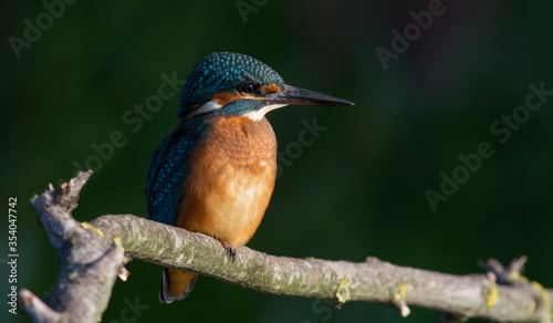 Common kingfisher, Alcedo atthis. In the early morning, a bird sits on a branch by the river.