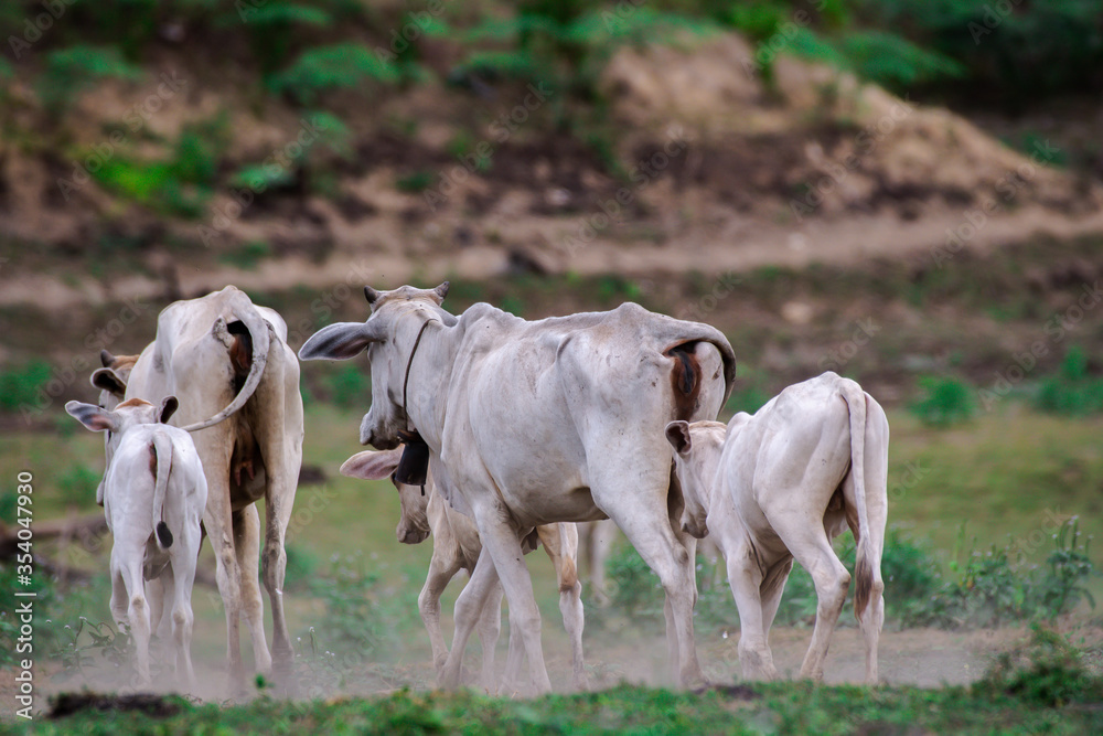 Fototapeta premium cows at summer green field