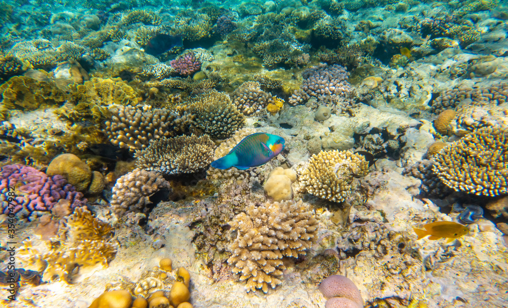Fototapeta premium Tropical Fish on coral reef in Ras Mohammed national park, Egypt