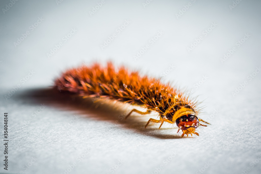 ladybug, insect, fly, wildlife, animals, butterfly, wing, bug, spider, wild, beetle, nature, macro, wasp, picture of insects, ecology, worm, fauna, small, invertebrate, closeup, animal, fly - insect ladybug, insect, fly, wildlife, animals, butterfly, wing, bug, spider, wild, beetle, nature, macro, wasp, picture of insects, ecology, worm, fauna, small, invertebrate, closeup, animal, fly - insect