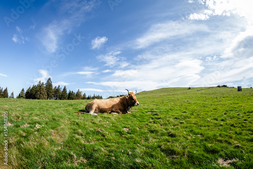 Bulls and cows living in freedom in the mountains