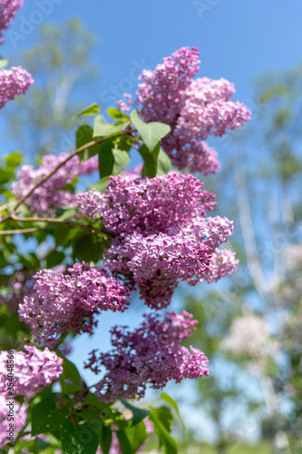 札幌市 百合が原公園に咲く春の花