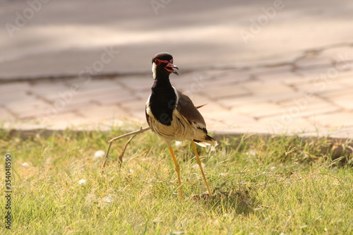 Red-Wattled Lapwing photo