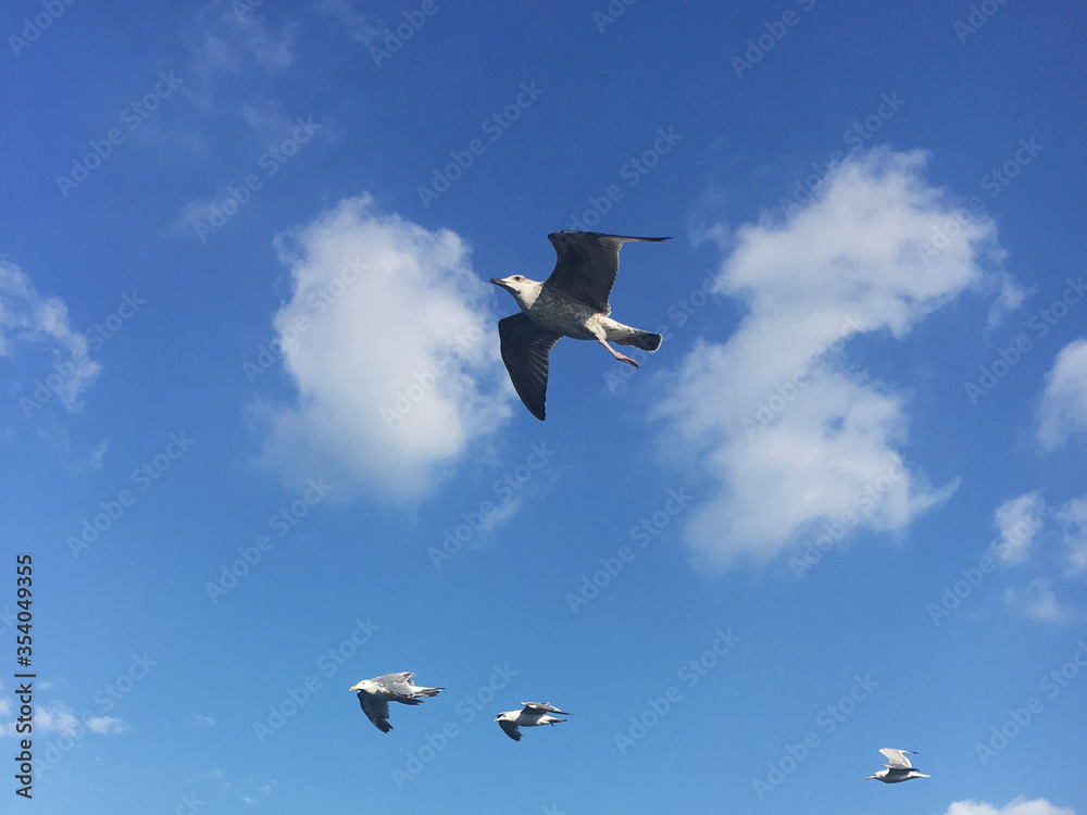seagull flying in the sky