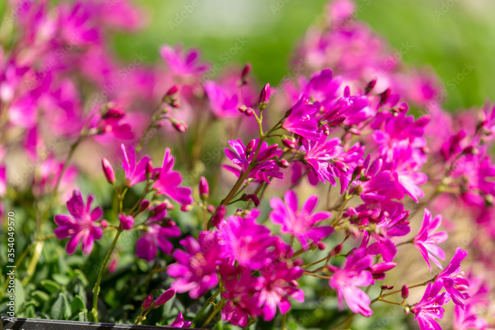 札幌市　百合が原公園に咲く春の花