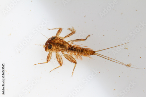 Heptageniidae, close-up of nymph in water photo