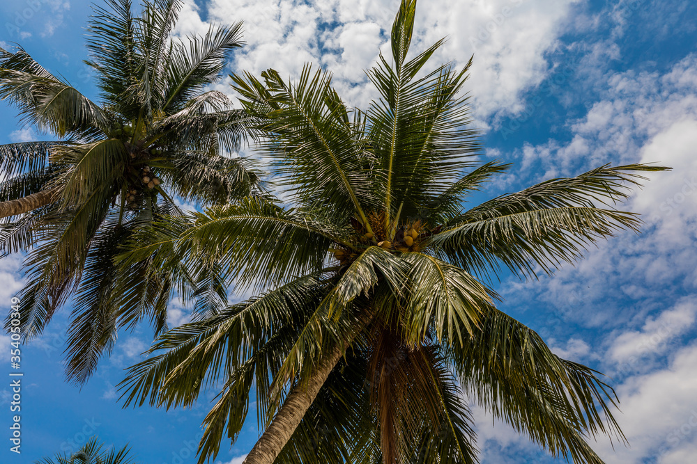 Palm trees at beautiful tropical beach with white sand and turquoise water on Perhentian Island, Malaysia