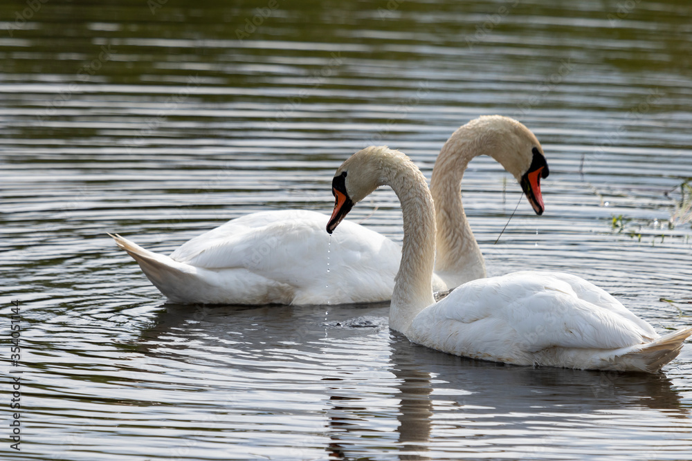 Fototapeta premium Couple of white swans (cygnus olor) floating in water
