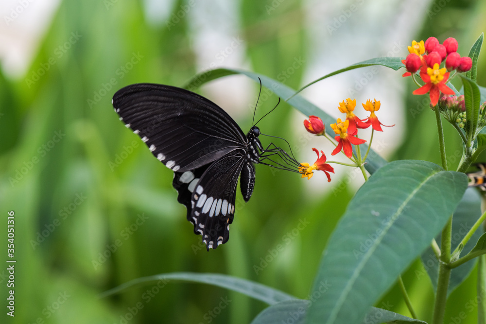 Beautiful Butterfly in nature with leaves. Beautiful Butterfly in nature with leaves.