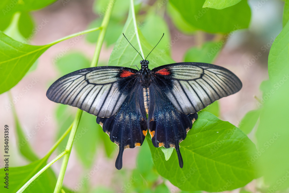 Beautiful Butterfly in nature with leaves. Beautiful Butterfly in nature with leaves.