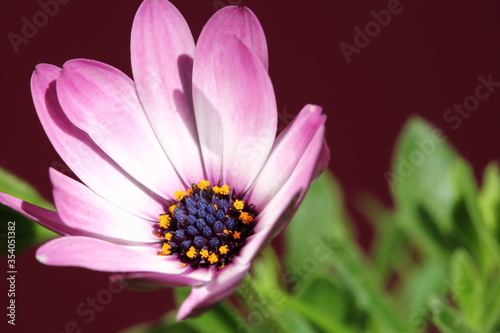 Pink flower with blue stamens and orange pollen inside  green leaves in soft focus   macro  on burgundy color background 