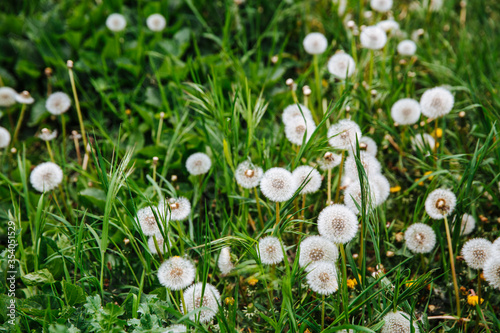 Green field with yellow and white dandelions