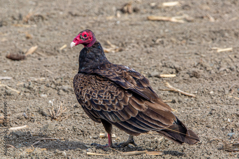 Turkey Buzzard Turkey Buzzard
