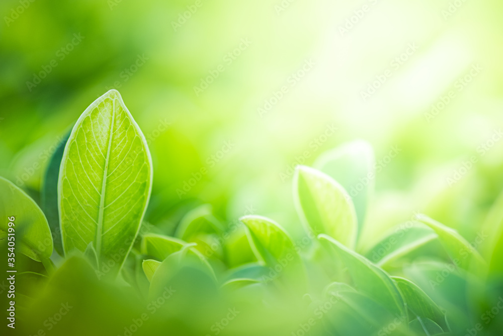 Closeup beautiful view of nature green leaves on blurred greenery tree background with sunlight in public garden park. It is landscape ecology and copy space for wallpaper and backdrop. Closeup beautiful view of nature green leaves on blurred greenery tree background with sunlight in public garden park. It is landscape ecology and copy space for wallpaper and backdrop.