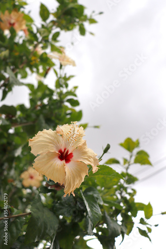 Hibiscus, Malvaceae, color sonic, tree with green leaves, blurred background