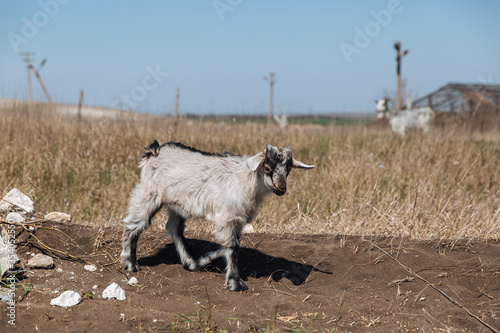 Little white goat walk on the ground