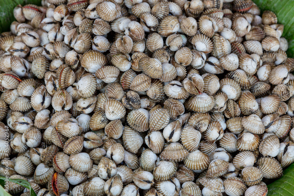 Fresh cockle in the market. Fresh Cockles in Thai fresh seafood market on ice. Fresh cockle in the market. Fresh Cockles in Thai fresh seafood market on ice.
