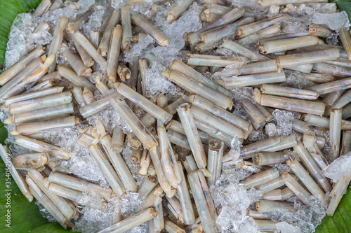 Fresh razor shell on ice at the seafood booth. razor clams for sale on food market. 
