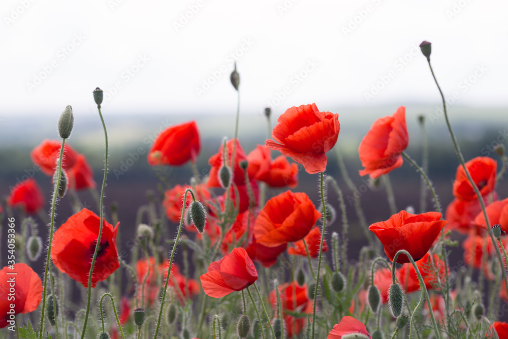 Obraz premium the poppies field
