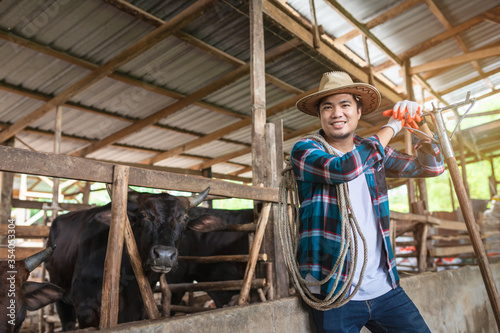 Asian farmer with Wagyu – Japanese shorthorn, portrait of a wagyu cow of Japanese origin in farm thailand