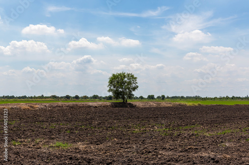 Alone tree on meadow. Tree in full leaf in summer standing alone in a field against a steel sky.Tree in field with sunny day