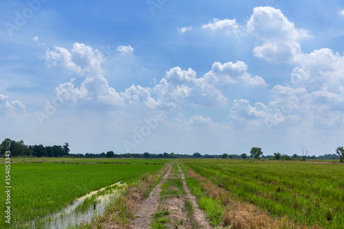 Walkway of rice paddies between rice paddies and paddy fields. The background mountain and bright blue sky with white clouds. country road in green rice field.