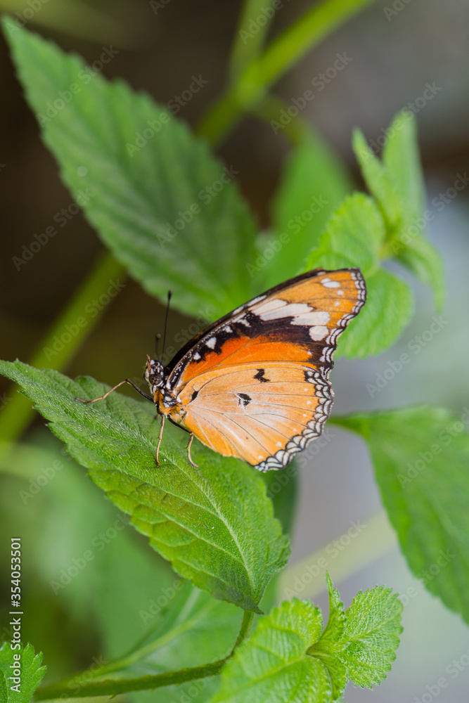 Beautiful Butterfly in nature with leaves. Beautiful Butterfly in nature with leaves.