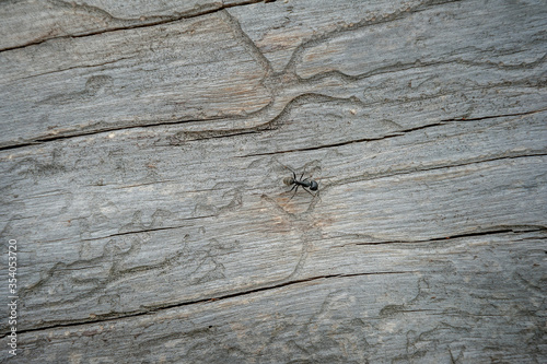 Ant creeps on dry pine bark