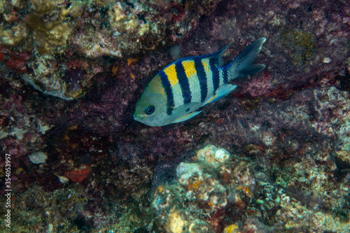Sergeant Major, Abudefduf vaigiensis in a tropical coral reef 