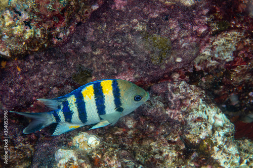 Sergeant Major, Abudefduf vaigiensis in a tropical coral reef 