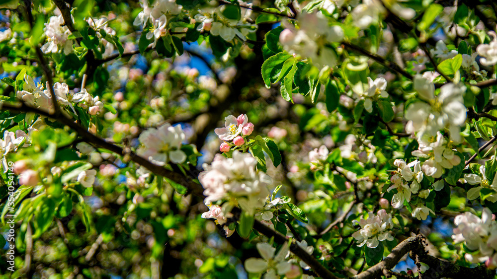 Fototapeta premium Flowers and buds on the branches of an Apple tree.