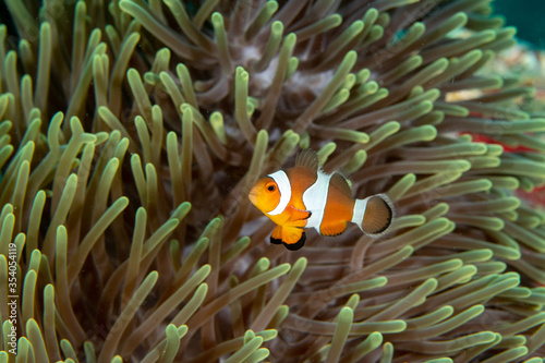 Ocellaris Clownfish, Amphiprion ocellaris swimming among the tentacles of its anemone home. 