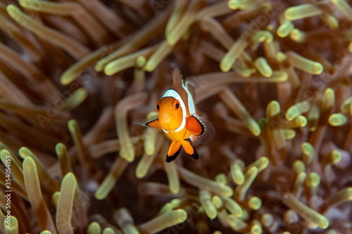 Ocellaris Clownfish  Amphiprion ocellaris swimming among the tentacles of its anemone home. 