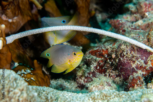 Ocellate damselfish, Pomacentrus vaiuli in a tropical coral reef of Andaman sea photo