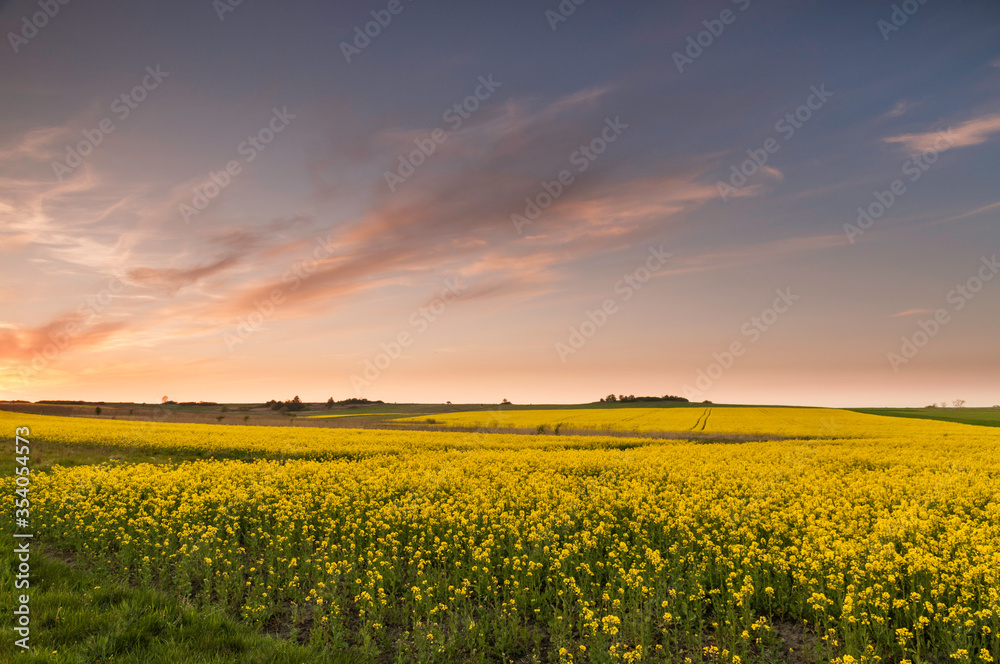 Obraz premium zachód słońca nad polami rzepaku