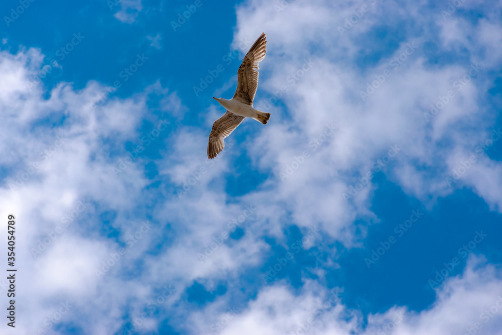 Fototapeta premium Single seagull flying on top of my head under tte bright blue cloudy sky